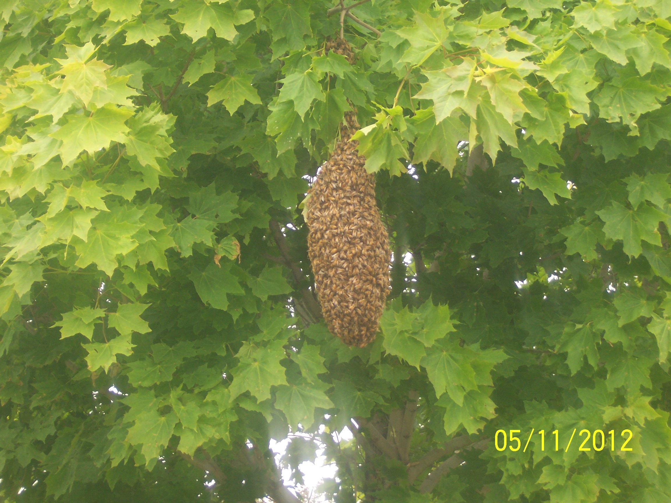 beehive hanging in a tree