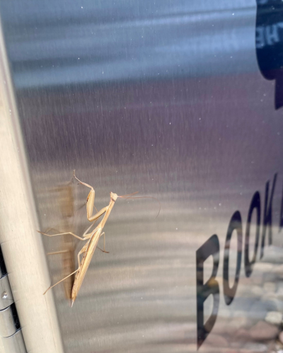 A praying mantis sits on the book drop cover.