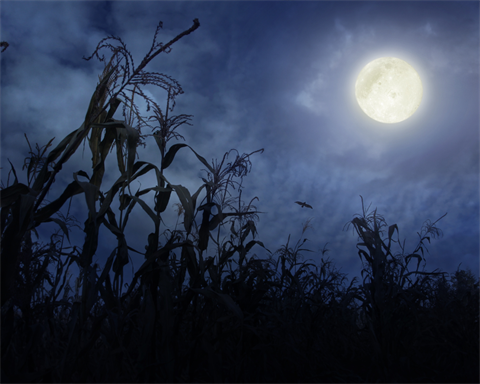 Cornfield lit up by a full moon
