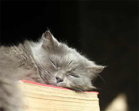 Portrait of a blue/grey cat resting on top of a closed book in the sunshine.